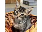 Adopt Tiger a Gray or Blue American Shorthair / Mixed cat in Patterson