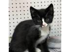 Adopt Inky a All Black American Shorthair / Mixed cat in Patterson