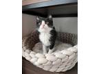 Adopt Munchkin a All Black Domestic Shorthair / Mixed cat in Deltona
