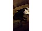 Adopt Hyuga a All Black American Shorthair / Mixed (short coat) cat in Gridley