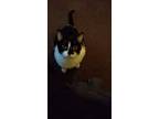 Adopt Sage a Black & White or Tuxedo American Shorthair / Mixed (short coat) cat