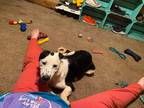 Adopt Rascel a Black - with White Border Collie / Collie / Mixed dog in Tulsa