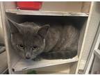 Adopt Walter a Gray or Blue British Shorthair / Mixed (short coat) cat in Tulsa