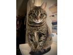 Adopt Kipo a Brown Tabby Domestic Mediumhair (medium coat) cat in Indian Trail