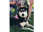 Adopt Kazzie a Black - with White Husky / Mixed dog in Cameron Park