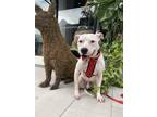 Adopt Chip a White - with Brown or Chocolate American Pit Bull Terrier / Mixed
