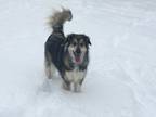 Adopt Zelda a Tan/Yellow/Fawn Anatolian Shepherd / Great Pyrenees / Mixed dog in