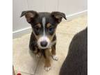 Pembroke Welsh Corgi Puppy for sale in Fort Myers, FL, USA