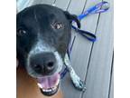 Adopt Courage a Border Collie, Mixed Breed