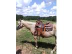 13 yes old palomino mare for sale