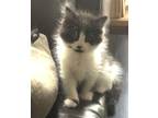 Adopt Kerry-kitten a Black & White or Tuxedo Domestic Mediumhair / Mixed (medium