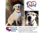 Adopt Dublin a White Labrador Retriever / Dogo Argentino / Mixed dog in