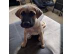 Adopt Leia AE a Tan/Yellow/Fawn Shar Pei / Great Pyrenees / Mixed dog in