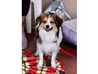 Adopt KINGO a White - with Brown or Chocolate Cavalier King Charles Spaniel /