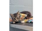 Adopt Jimmy Jr a Gray or Blue (Mostly) Bengal / Mixed (short coat) cat in