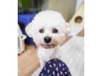 Adopt Lele a White Bichon Frise / Mixed dog in Vancouver, BC (35331442)