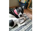 Adopt Luna A White - With Black Boston Terrier / American Staffordshire Terrier
