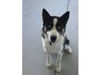 Adopt Blue a Black - with White Husky / Border Collie / Mixed dog in Madera