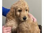 Goldendoodle PUPPY FOR SALE ADN-428426 - Litter of 7 Multi Generational