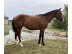 Registered 2020 CSHA filly
