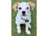 Adopt Chico a White - with Red