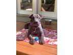 Adopt Aggi a Black Shar Pei / Mixed dog in Seattle, WA (35343959)