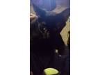 Adopt Uchi a All Black American Shorthair / Mixed (short coat) cat in Gridley