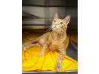 Adopt Spicy Mayo a Orange or Red Tabby Domestic Shorthair (short coat) cat in
