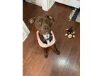 Adopt Kai a Brown/Chocolate - with White American Pit Bull Terrier / Labrador