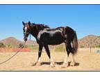 Handsome Yearling F2 Drum Gelding in Southern Ca