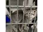 Adopt LARRY a Gray, Blue or Silver Tabby Domestic Shorthair / Mixed (short coat)
