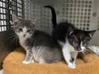 Adopt JORDAN a Gray or Blue (Mostly) Domestic Shorthair / Mixed (short coat) cat