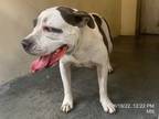 Adopt GYPSY a White - with Gray or Silver American Pit Bull Terrier / Mixed dog