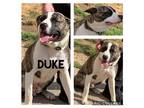 Adopt DUKE a Brindle - with White American Pit Bull Terrier / Mixed dog in