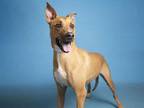 Adopt SEM a Brown/Chocolate Rhodesian Ridgeback / Mixed dog in Phoenix