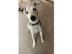 Adopt Henry a White - with Brown or Chocolate Rat Terrier / Mixed dog in DIVIDE