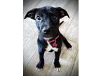 Adopt Luna a Merle Poodle (Miniature) / Australian Shepherd / Mixed dog in