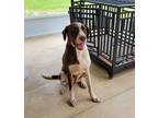 Adopt Mertle a White - with Brown or Chocolate Catahoula Leopard Dog / Labrador