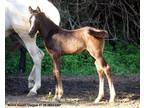 Handsome purebred colt with lots of athleticism
