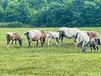 Miniature Appaloosa Mares Available Most Bred for 2023 Foals