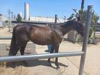 Thoroughbred gelding looking for Job