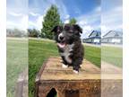 American Eskimo Dog-Border Collie Mix PUPPY FOR SALE ADN-428705 - Eskimo Spitz