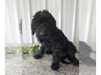Newfoundland-Poodle (Standard) Mix PUPPY FOR SALE ADN-428707 - Newfiepoo