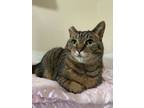 Adopt Sage a Tabby, Exotic Shorthair