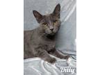 Adopt Dilly a Russian Blue