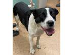 Adopt George a Black Border Collie / Mixed dog in Madera, CA (35355309)