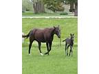 Ia.Herd reduction 3 Black AQHA for price of one