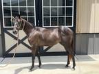 Adopt Nimbus a Quarterhorse / Mixed horse in Houston, TX (35354532)