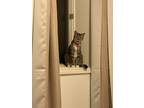 Adopt Toby a Gray, Blue or Silver Tabby American Shorthair / Mixed (short coat)