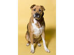 Adopt Carly a Brown/Chocolate Great Dane / Mixed dog in Santa Paula